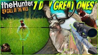 I Hunted Multiple Great Ones For 7 Days And Got INSANE Results! (Fallow & Pheasant) Call of the wild