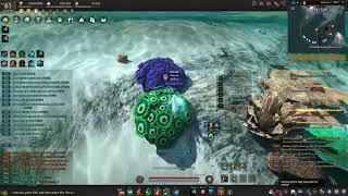 Black Desert Online - SEA | Iridescent Coral Piece Spot Around Oquilla's Eye