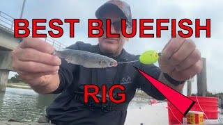 BEST BLUE FISH RIG REVEALED!!!