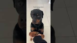 MY SHAYLA  @nalatheneedyrottie #rottweiler