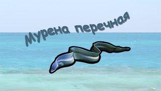 Русская Рыбалка 3.99 (Russian Fishing) Мурена перечная