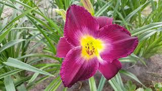 Лилейник Белла Легаси . Hemerocallis Bella Lugosi .