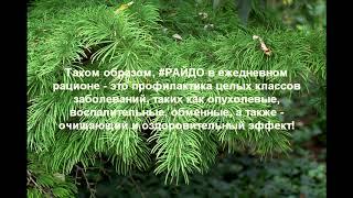 RANC на РИПОСОЛЕ РАЙДО 05 01 2021 г