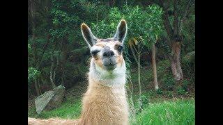 HBDC Narrates: Llamas Don't Care Either