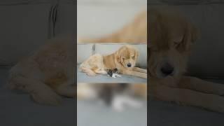 Before The Stray Kitten Became Friends With The Golden Retriever