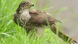 Accipiter brevipes