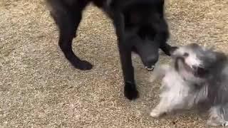 Black canadian  wolf  vs shih tzu