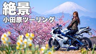 【穴場】本当は教えたくない、神奈川の絶景スポット！小田原ツーリング＊Daytona675【モトブログ】