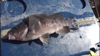 How I Fish 4th St For Tautog- Tips N Tricks-  Tog Fishing In Ocean City MD #saltwaterfishing #tautog