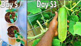 Cucumbers germinate, grow fast and fruit early using this method