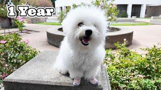 Bichon Puppy’s Outdoor Adventures (1 Year Journey)