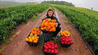 A Very Rainy Harvest!