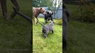 Првй #прайтер #pitbull #dog #булли #голубойщенок #питбультерьер #puppy #питбуль