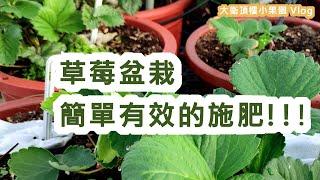 草莓施肥大挑戰|草莓最簡易的施肥方式 #草莓 #施肥