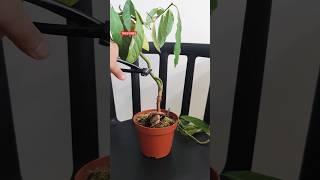 Avocado Bonsai Trunk Chop #bonsai #avocado #avocadobonsai #bonsaipruning #trending #bonsaitree