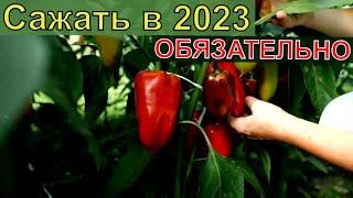 САМЫЙ ЛУЧШИЙ СОРТ СЛАДКОГО ПЕРЕЦА 2023. Засыпет урожаем 2023