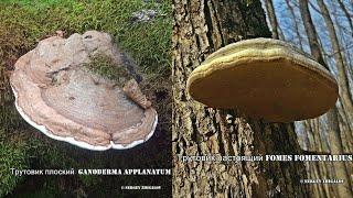 Трутовик плоский Ganoderma applanatum и  Трутовик настоящий Fomes fomentarius  против Диспепсии