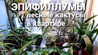 Мои любимые ЭПИФИЛЛУМЫ /Лесные кактусы / Орхидейный суккулент