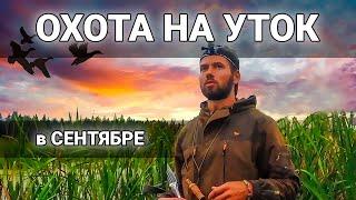 ОХОТА НА УТОК ОСЕНЬЮ на перелетах. Вечерние зорьки.