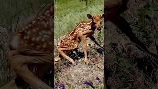 Lost Baby Deer's Heartbreaking Search for Mom  #shorts #wildlife #heartbreaking
