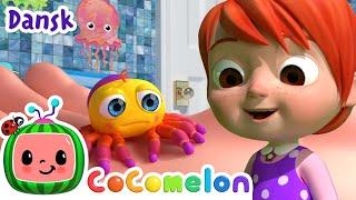 Op ad muren kravled' | Itsy Bitsy Spider | Børnesange for Babyer | CoComelon Dansk