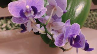 Орхидея фаленопсис Вайлет Квин Phalaenopsis Orchid Violet Queen