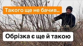 Обрізка є ще й такою