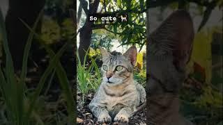 So cute  #viralvideo #love #animals #ytshorts #youtubeshorts #youtube