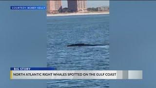 'Once in a lifetime sighting': Endangered whales spotted along the Gulf Coast