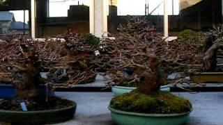 Taisho-en Nursery - Japan (part 2)