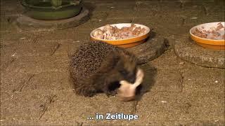 Igel klaut gekochten Hühnerflügel, lustig! Nr. 179 (20.05.2024)