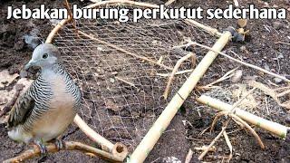 Cara membuat jebakan burung perkutut sederhana