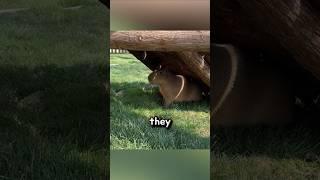 When Do Capybaras Actually Get Angry