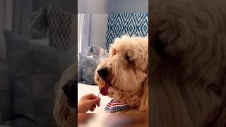 Dog Perfectly Licks Lollipop 