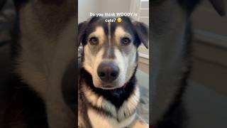  Do you think WOODY is cute? #husky #dogshorts #cutedog#doglover #bestie #funny #pets #puppy #dog