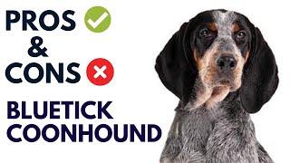 Bluetick Coonhound Dog Pros and Cons | Bluetick Coonhound Advantages and Disadvantages