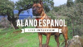 DOGUMENTARY TV INTERVIEW: ALANO ESPANOL