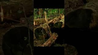 #Forest #camping make a #underground #shelter #survival #build #campingasmr #viralshort#fyp#shorts
