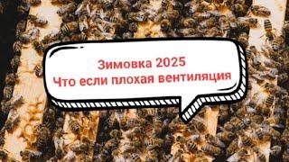 Вентиляция для ульев. Зимовка 2025. Пчеловодство