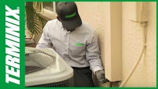 Get Expert Pest Control with Terminix Exterminators