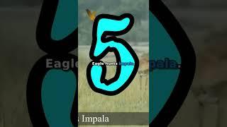 Secrets of Eagle Hunting: Unveiling the Thrilling Pursuit