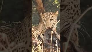 Leopard- An opportunistic feeder #leopardofjhalana #carnivorelife  #floraandfauna