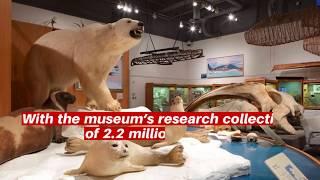 Museum of the North - Fairbanks Alaska- Things to do in Fairbanks Alaska