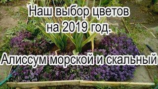 Наш выбор цветов на 2019 год.  Алиссум морской и скальный.