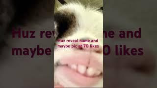 #huz reveal