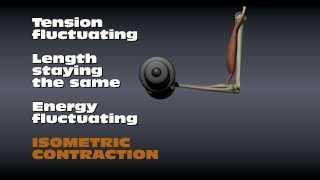 Muscle Contraction Types