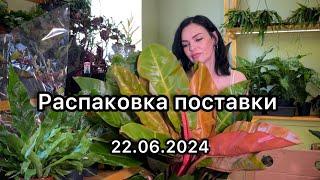 Распаковка поставка растений из Голландии, 22.06.2024