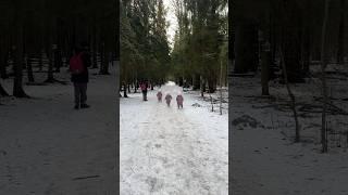 Лесная сказка ️