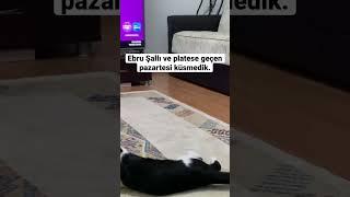 3 ay spora yazılıp 3 gün giden sahibe bu kedi çok bile.   #cat #shorts # #youtubevideo  #ebruşallı