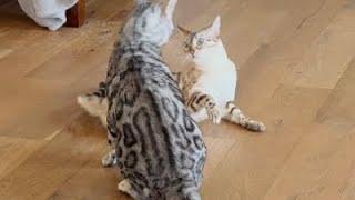 Bengal Cats Are Absolutely Adorable When Playing